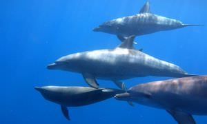 Private Delfin Tour ab Makadi Bay - Privater Bootsausflug zum Schnorcheln